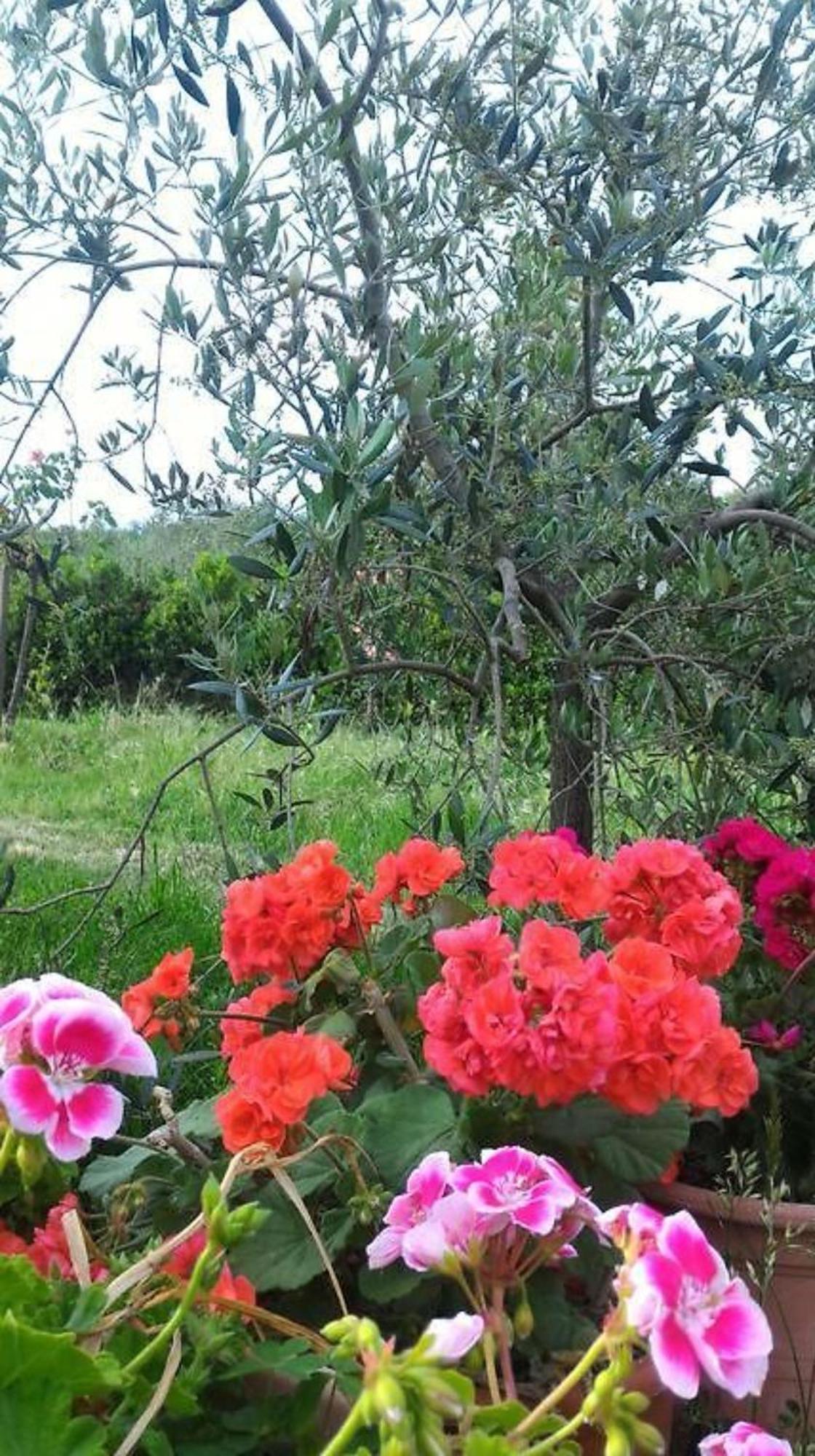 La Mandriana Villa Massa Marittima Kültér fotó