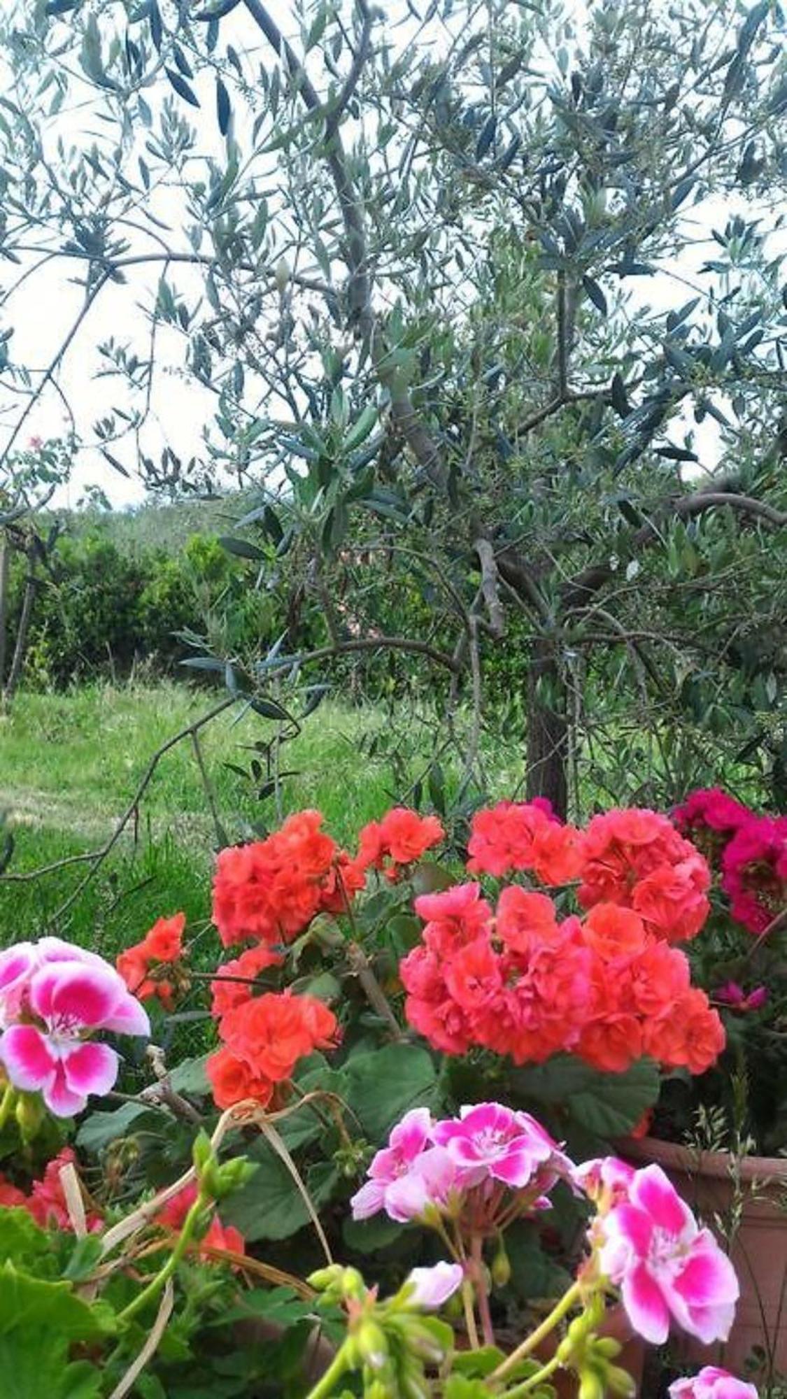 La Mandriana Villa Massa Marittima Kültér fotó