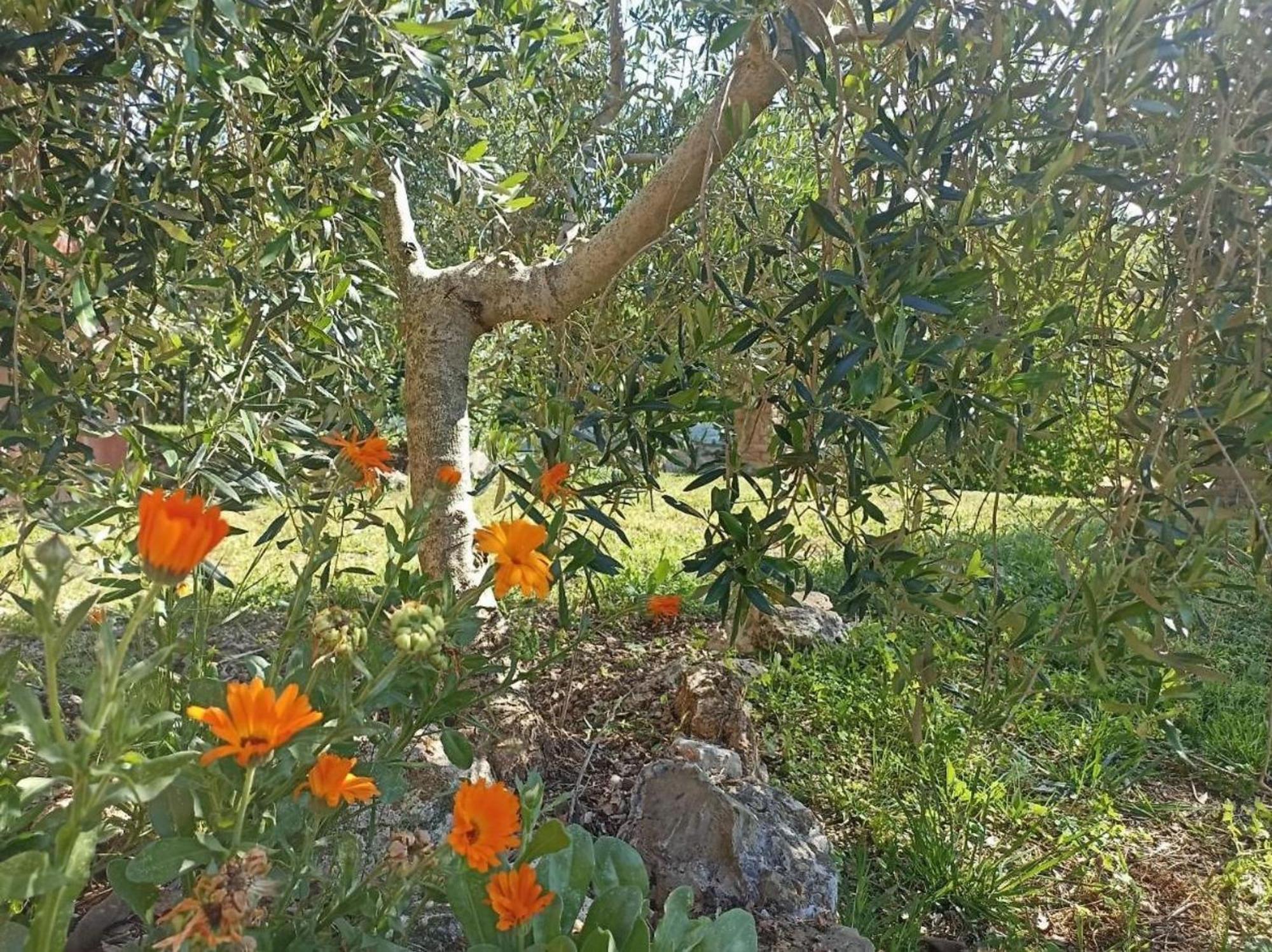La Mandriana Villa Massa Marittima Kültér fotó