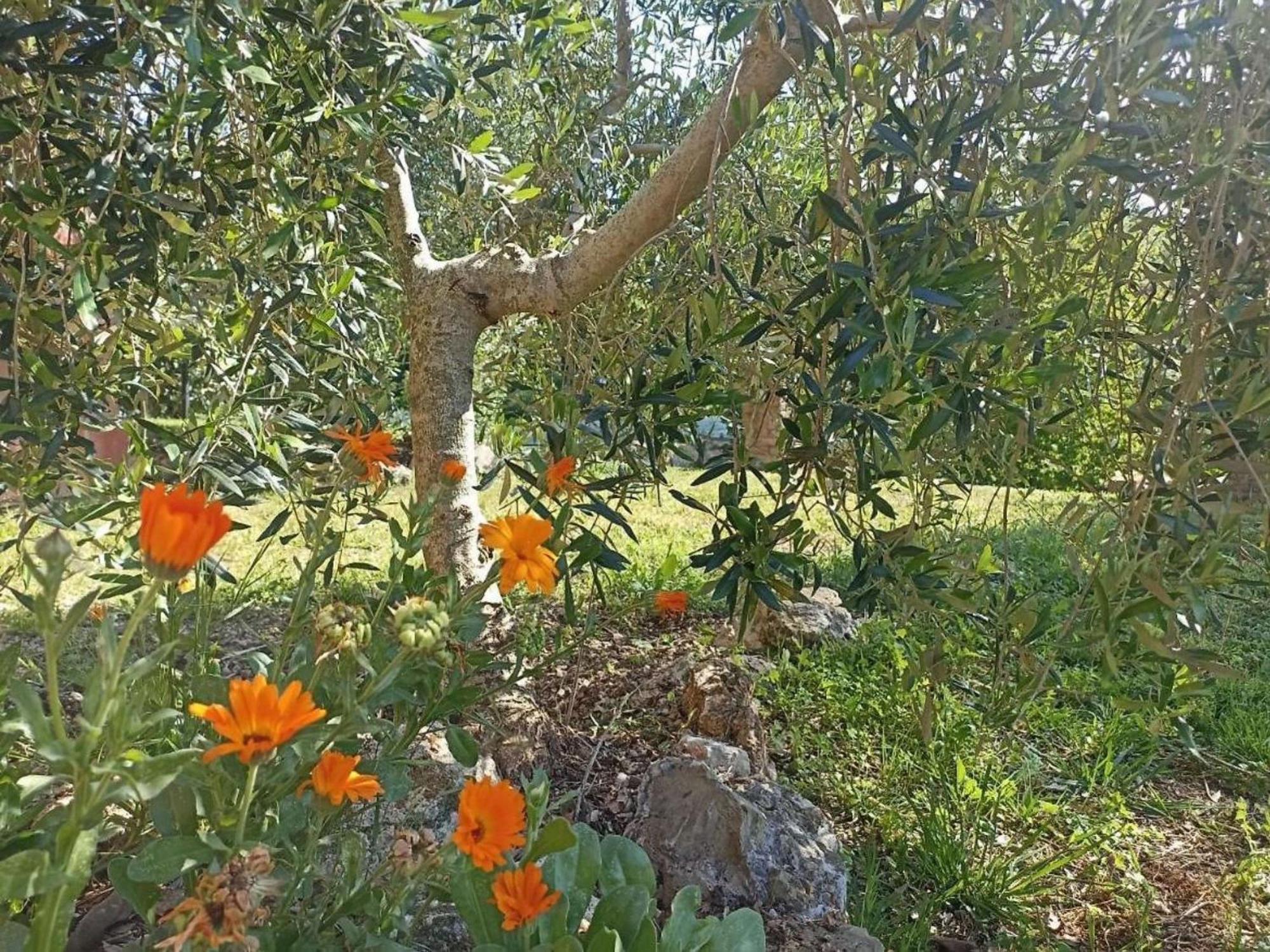 La Mandriana Villa Massa Marittima Kültér fotó