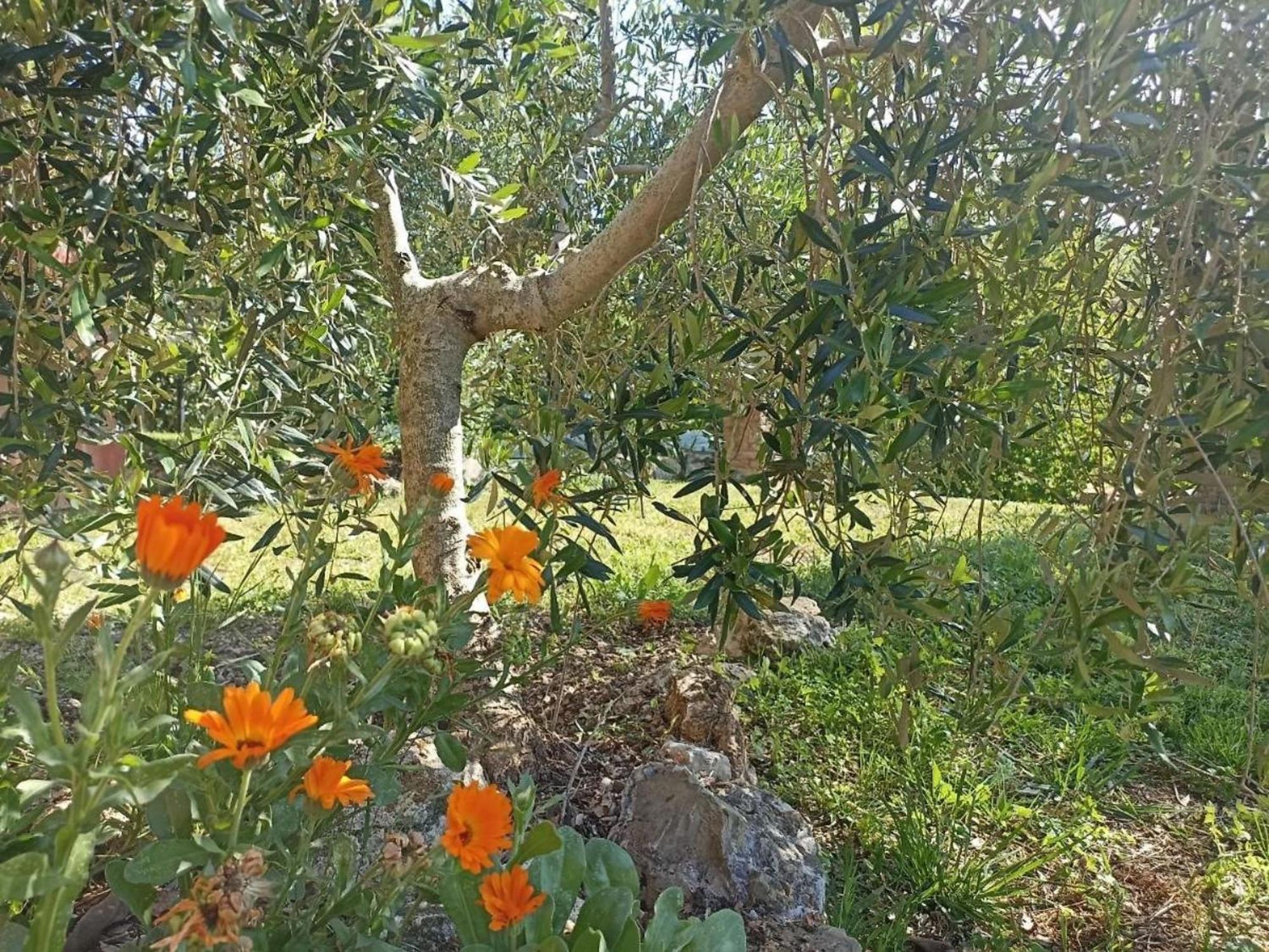 La Mandriana Villa Massa Marittima Kültér fotó